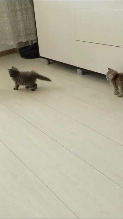 Ищем любящих хозяев котятам