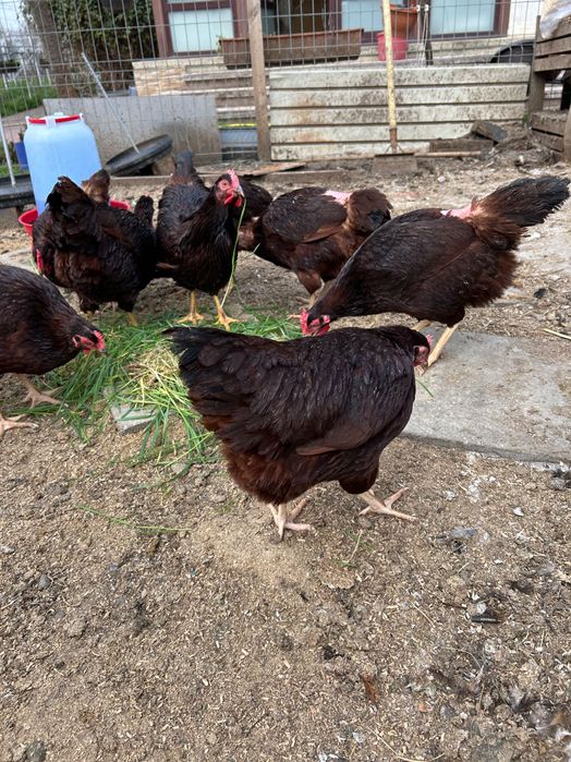 Puisori și ouă Rhode Island