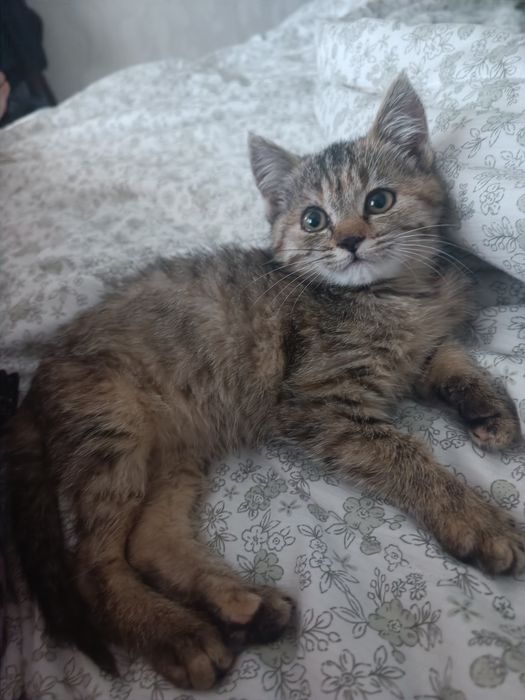 Котенок в добрые руки