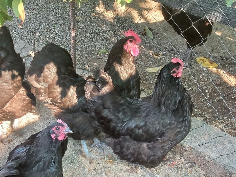 Puicute Australorp