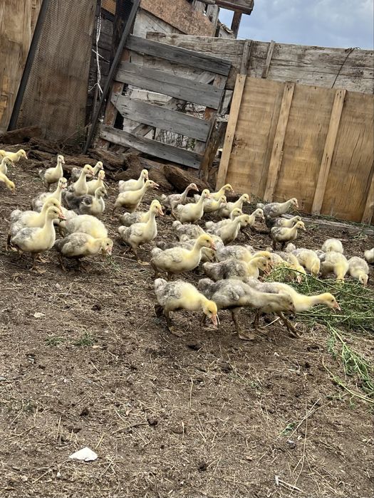 Продам гусят, возраст 25дней