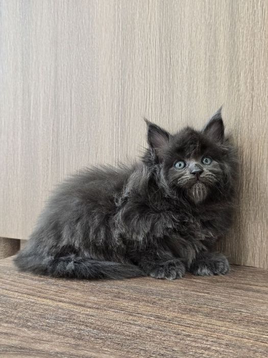 Мейн-кун девочка полидакт