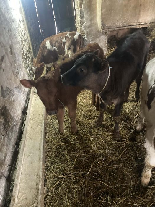 Продавам шест мъжки месодаини  телета