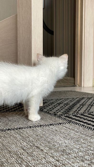 Маленький мальчишка