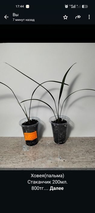 Продам комнатные цветы