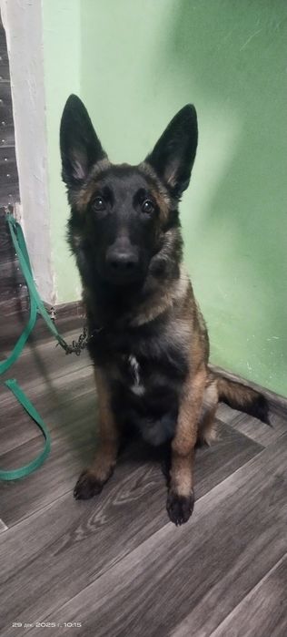 Бельгийская овчарка