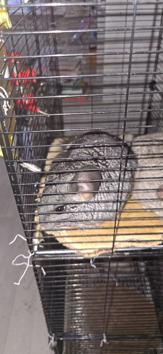 Продаю шиншилл. 15 тыщ