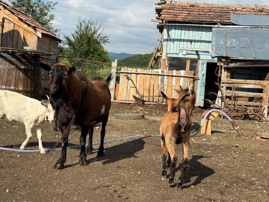 Vânzare/schimb Capre, iezi și țap