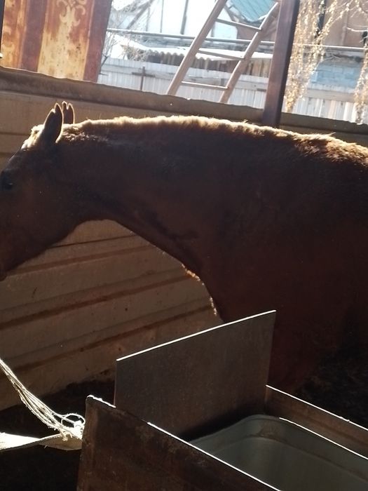 Продам лошадь кобыла