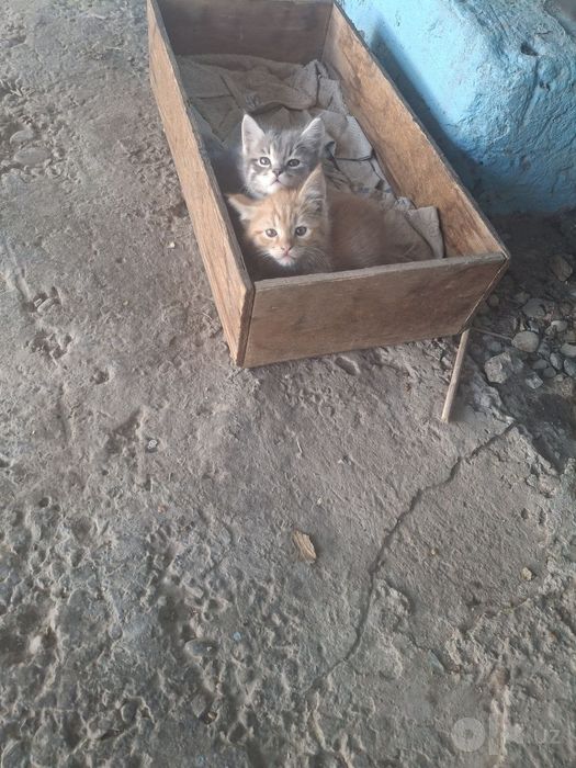 Котята трое отдаю в хорошие руки