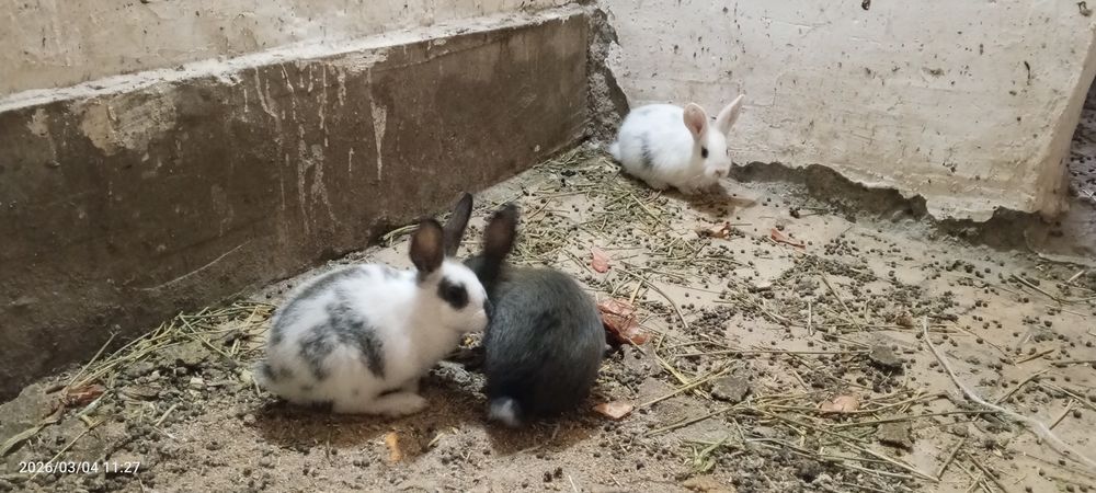 Quyon bolalari sotiladi