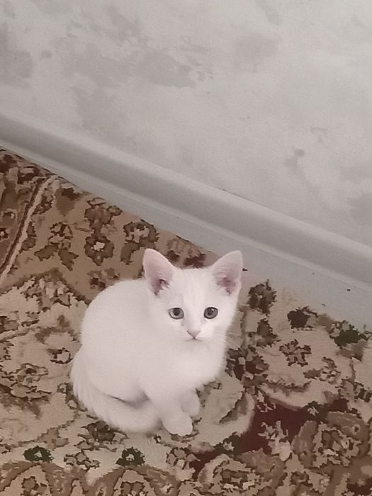 котёнок 3 месяца