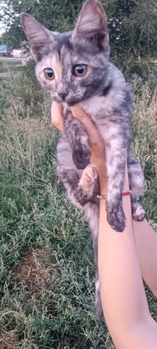 Кошечка очень красивая.