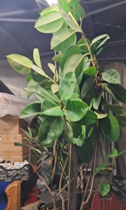 Продавам фикус 2м