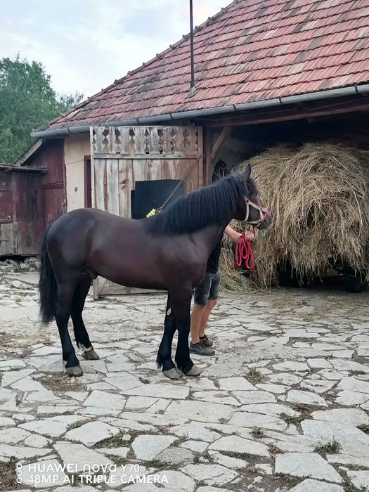 Manz de 1 an din tata Percheron