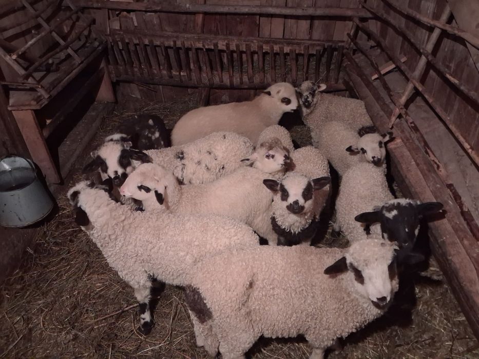 Vând 7 oi cu 8 miei si o oaie stearpă