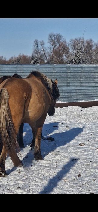 Айғыр сатылады 2018ж