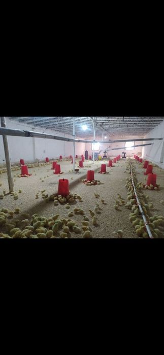 Broler boqish uchun tayor joy