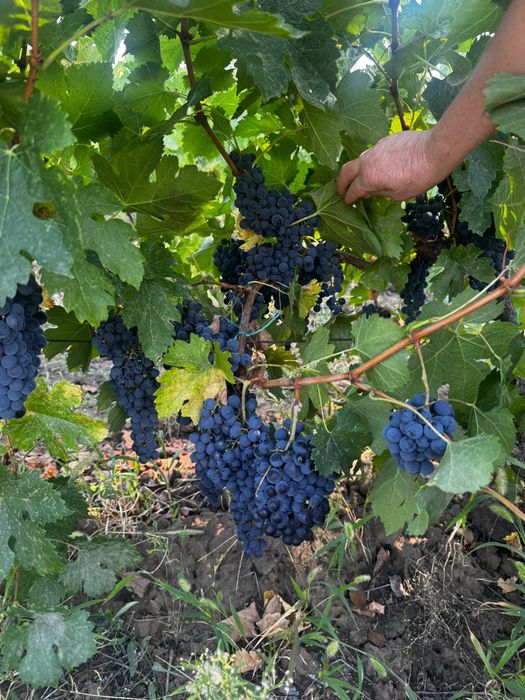 Vand struguri MERLOT