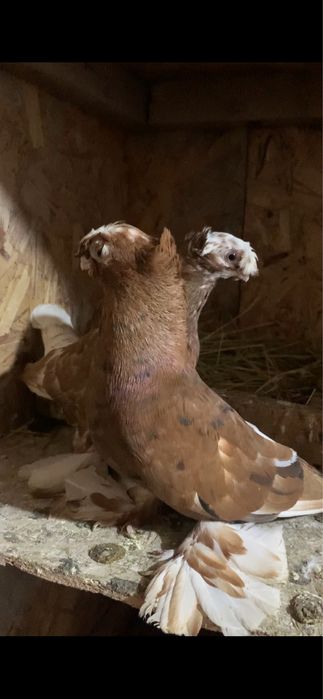 Голуби вольерные