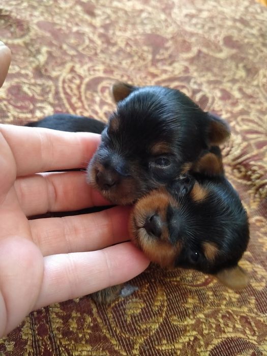 Йоркширский терьер