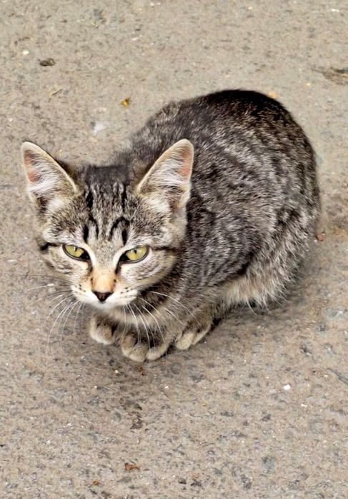 Кошечка,маленькая кошечка