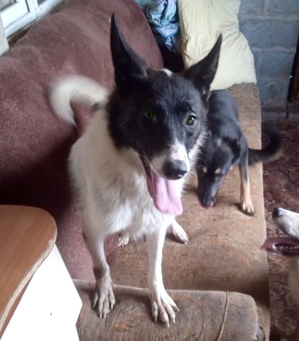 Срочно!Девочка, 1 год в добрые руки