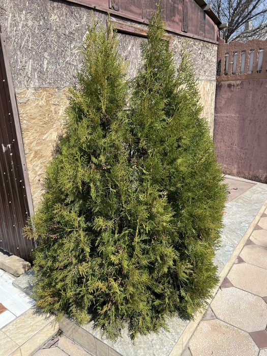 Елка туя 2 метра