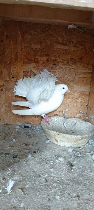 Vând porumbei voltați