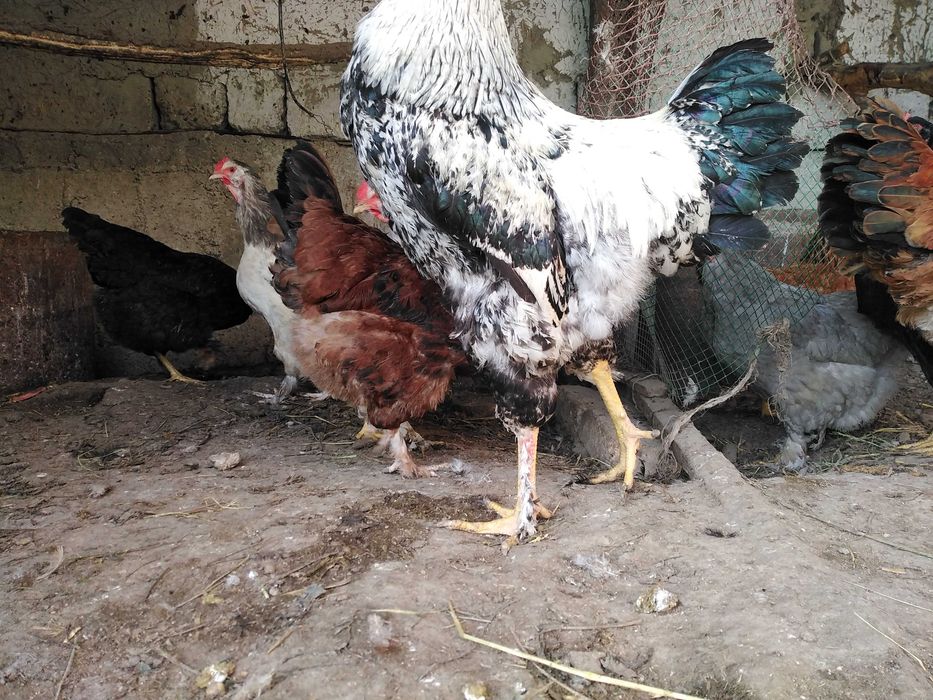 Брама товук тухумлари сотилади