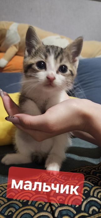 Котята ищут хозяев