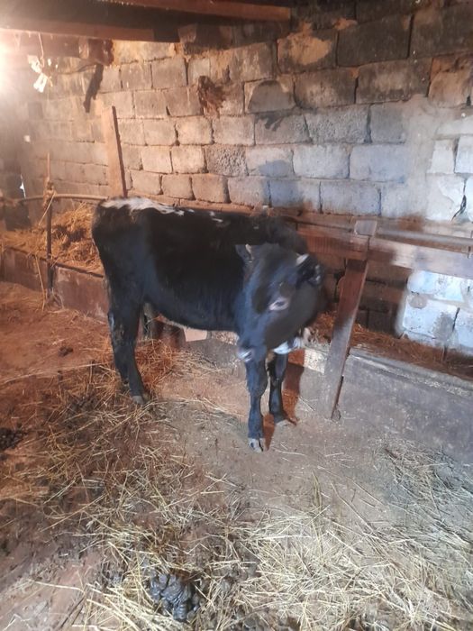 тайынша сатылады