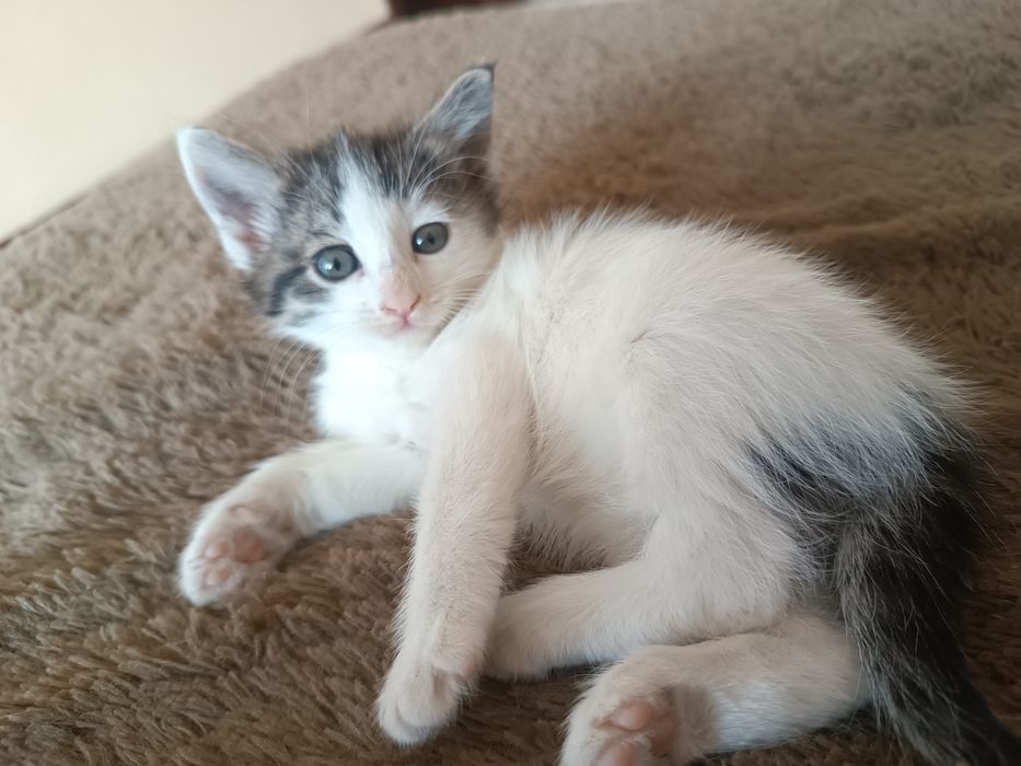 Отдам в хорошие руки котенка ..