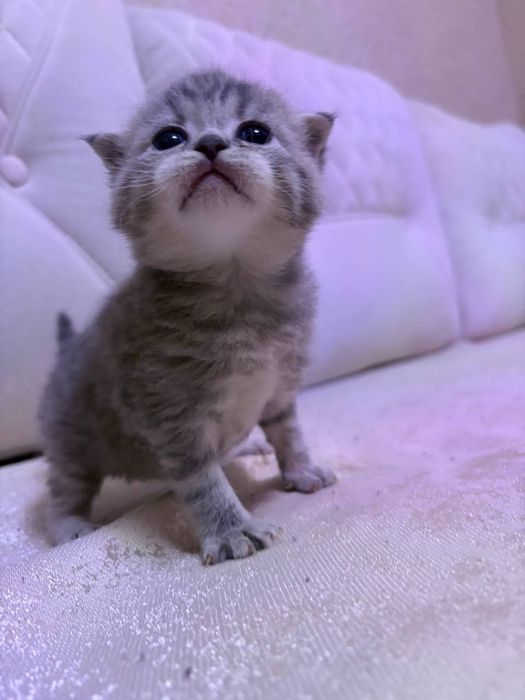 Готовятся к продаже котята скотиш фолд и скотиш страйт  девочка