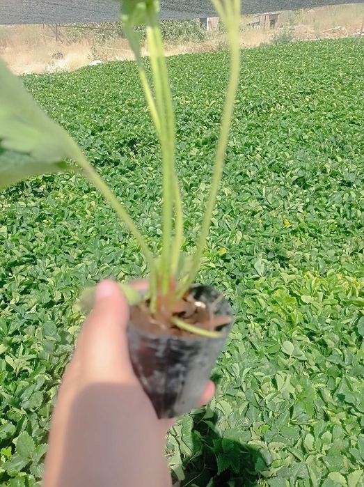 Қулупнай кўчатлари, рассада клубник