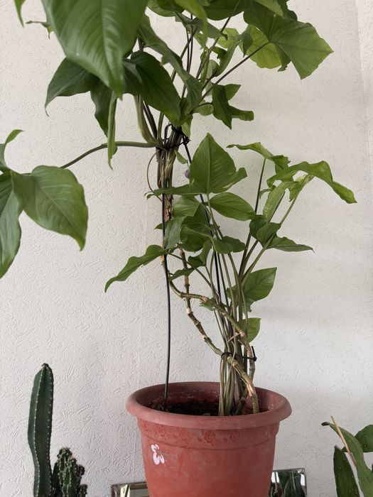 Домашние цветы в горшке