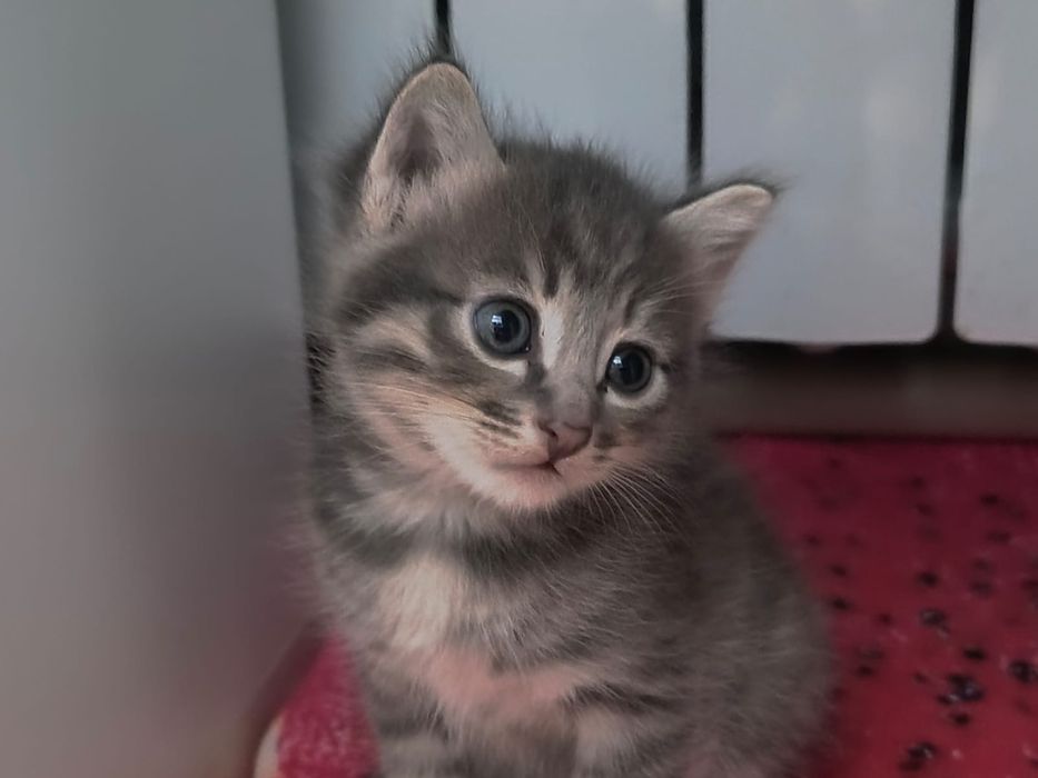 Котята домашние !!!