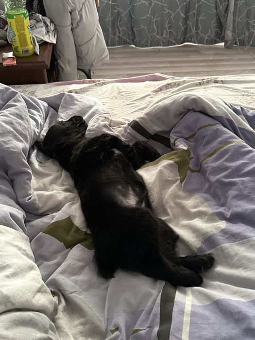 Зоогостиница передержка