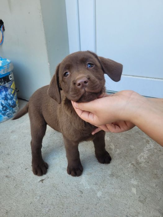 Femelă Labrador Ciocolatiu