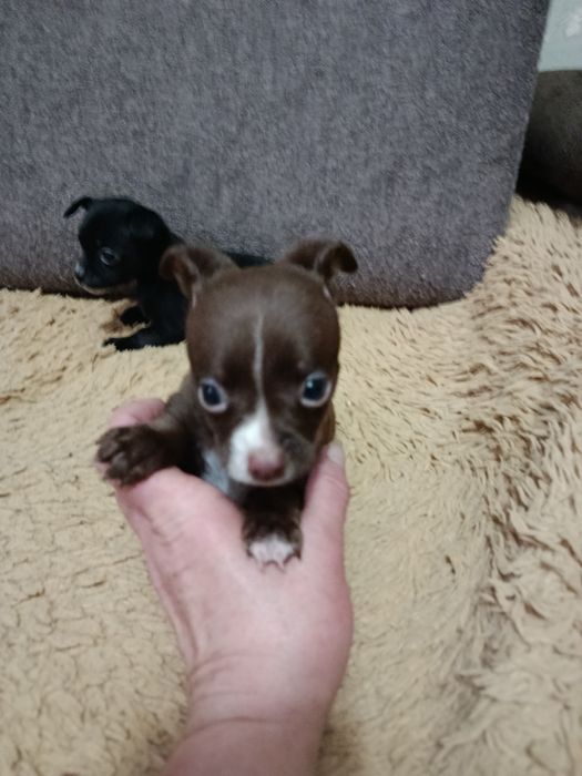 Щенки чихуахуа мальчик и девочка