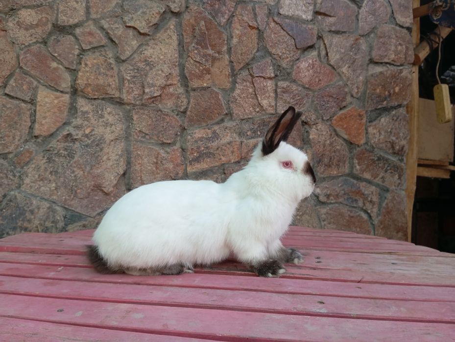 Kaliforniya quyonlari