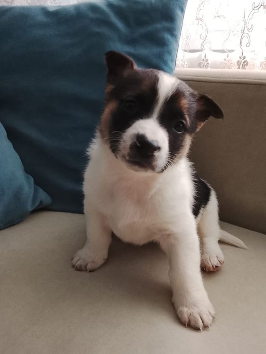 Щенки дворянских кровей