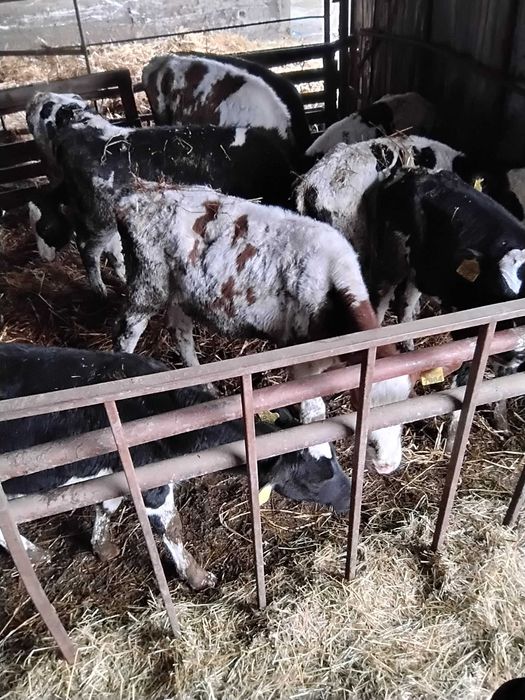 Vitele holstain  din mame bune de lapte