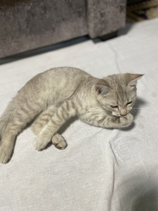 Skotish strayt toza qon