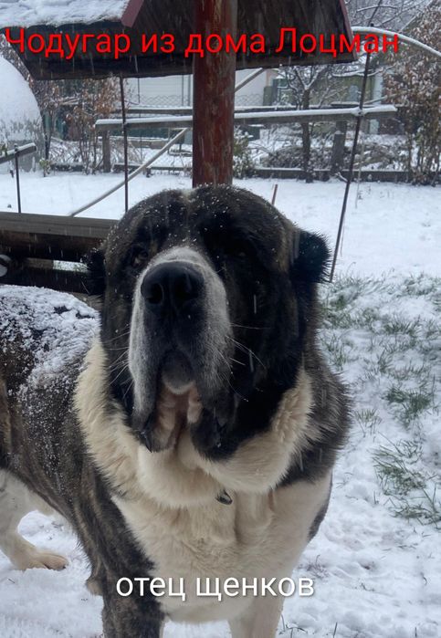 Шикарная девочка , тяж с отл родословной