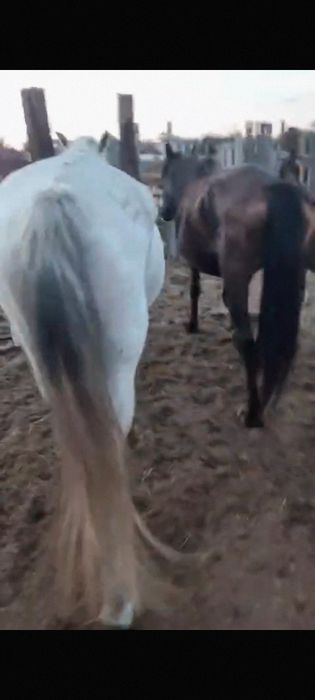 Обмен лошадей на авто