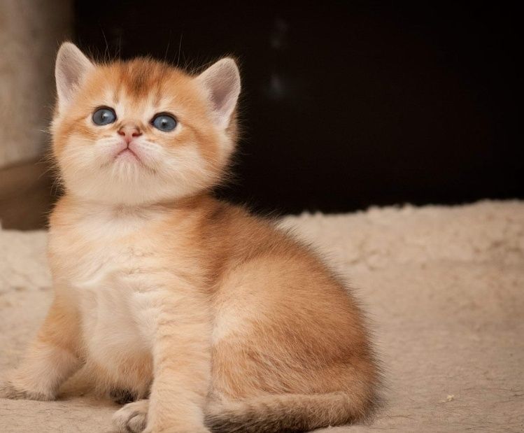 Золотые Шиншиллы Лисички