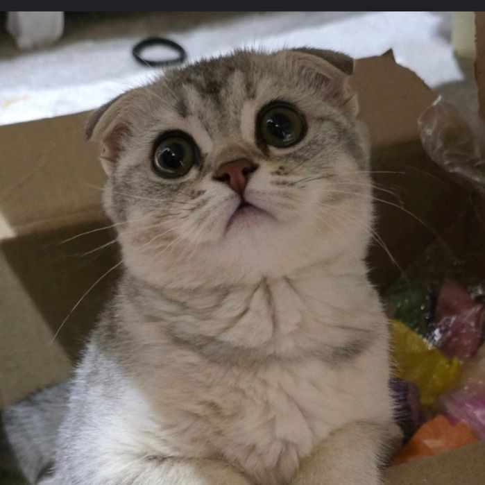 Mushuk sotiladi shinshila