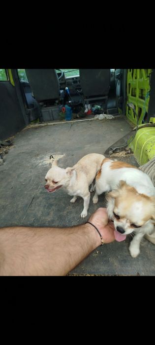 Продавам две женски чихуахуа