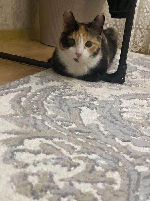 Отдам кошку в хорошие руки